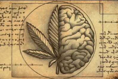 marihuana mata neuronas